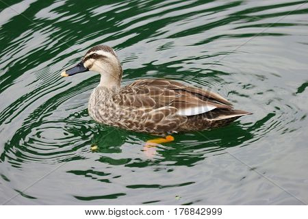 a duck swimming on the green lake.