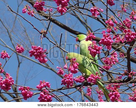 two green parrots on the branch of cherry blossoms tree