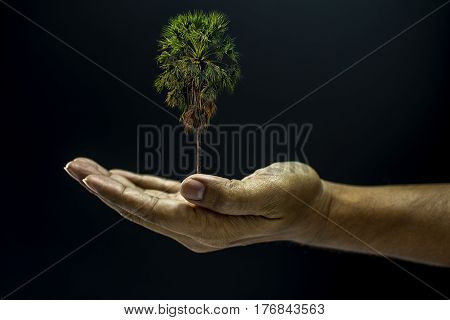 Hand Holding Borassus Flabellifer Palm Tree