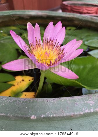 This beautiful waterlily or lotus flower is complimented by the drak colors of the deep blue water surface. Saturated colors and vibrant detail make this an almost surreal image.
