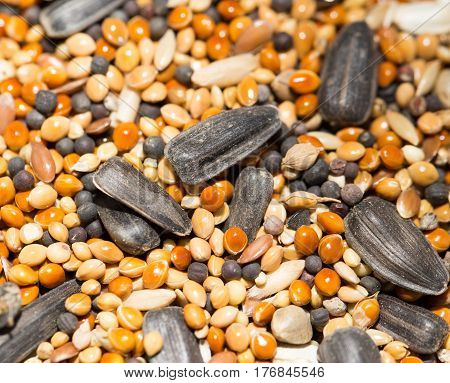 A background of birdseed. close . Photo texture