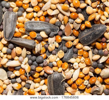 A background of birdseed. close . Photo texture