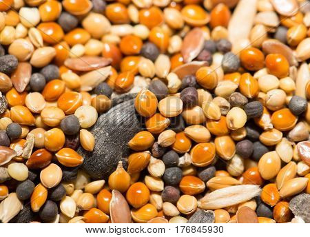 A background of birdseed. close . Photo texture