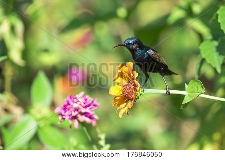 Image of a bird (purple sunbird). Wild Animals.