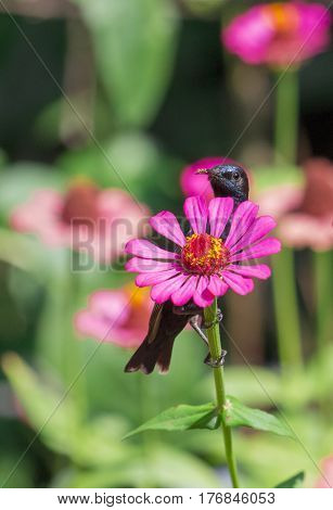 Image of a bird (purple sunbird). Wild Animals.