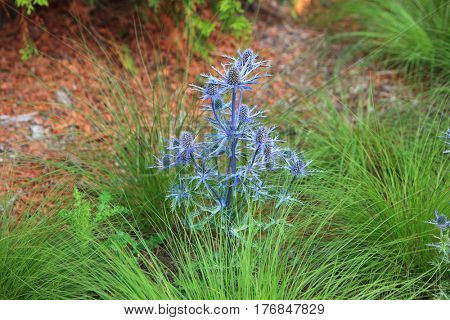 Blue Sea Holly Erngium flower plant in the garden