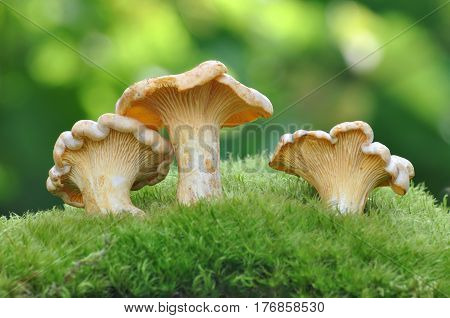 Collecting chanterelle mushroom in the wood, CANTHARELLUS CIBARIUS on green background.