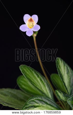 Cute Primulina flower in the flowerpot over black background