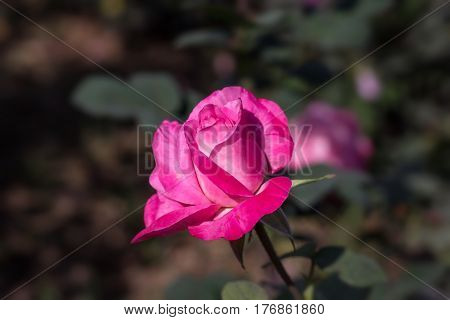 Early morning beautiful rose flower garden, dew on roses with awesome colors and verity with closes look, around fifty of verity of roses in this garden in New Delhi, India