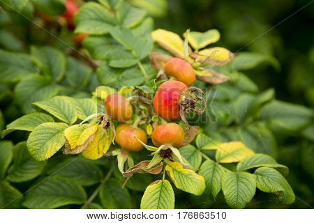 Rose buds on the nature wild shurb