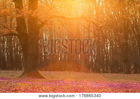 Field of wild purple crocuses with oaks trees valley at sunset. Beauty of wildgrowing spring flowers crocus blooming in spring