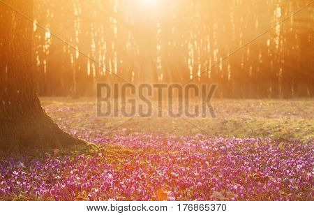 Field of wild purple crocuses with oaks trees valley at sunset. Beauty of wildgrowing spring flowers crocus blooming in spring