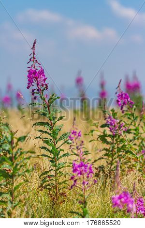 Beautiful Chamerion angustifolium flowers in mountains at summer day