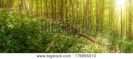 Beautiful summer forest of beech tree and lunaria flowers in sunlight. Panorama of amazing beauty of summer forest