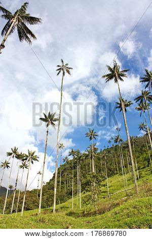 Landscape In The Cocora Valley With Wax Palm, Between The Mountains Of The Cordillera Central In Col