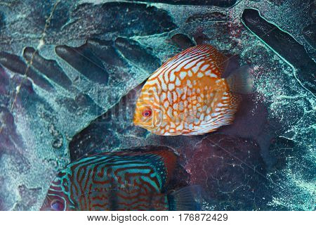 Aquarium fish discus in orange color from Amazon river basin in South America.