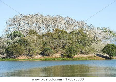 Bird Island On The Lake Of Suchitlan Near Suchitoto