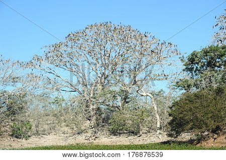Bird Island On The Lake Of Suchitlan Near Suchitoto