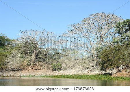 Bird Island On The Lake Of Suchitlan Near Suchitoto