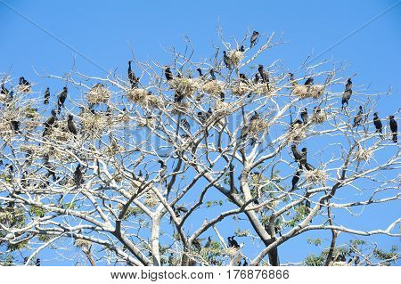 Bird Island On The Lake Of Suchitlan Near Suchitoto