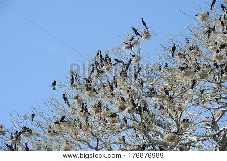 Bird Island On The Lake Of Suchitlan Near Suchitoto
