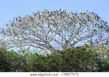 Bird Island On The Lake Of Suchitlan Near Suchitoto