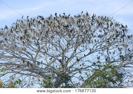 Bird Island On The Lake Of Suchitlan Near Suchitoto