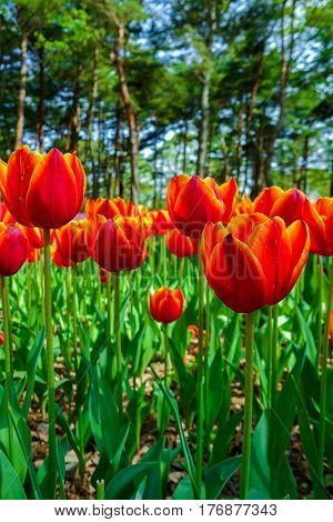 Close up orange tulips with park background