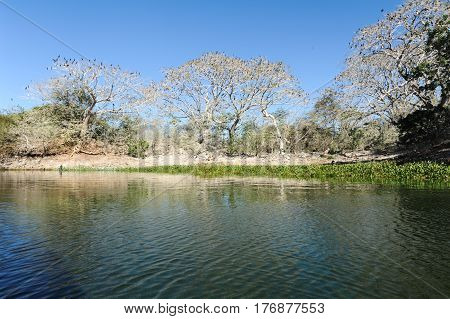 Bird Island On The Lake Of Suchitlan Near Suchitoto