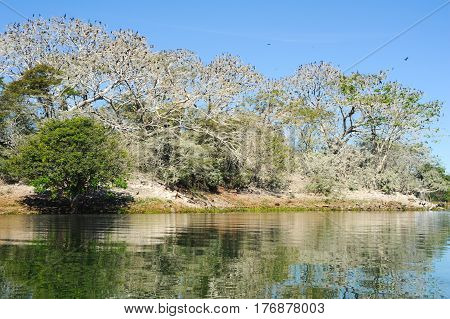 Bird Island On The Lake Of Suchitlan Near Suchitoto