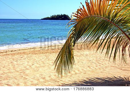 Beautiful Andilana Beach Seaweed   Indian Ocean Leaf