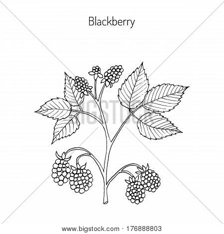 Blackberry, Rubus armeniacus. Hand drawn botanical vector illustration