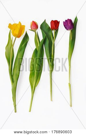 Multicoloured tulips in full length on white background.