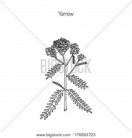 Achillea millefolium or Yarrow, medicinal plant. Hand drawn botanical vector illustration