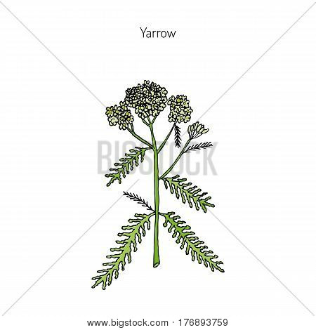 Achillea millefolium or Yarrow, medicinal plant. Hand drawn botanical vector illustration