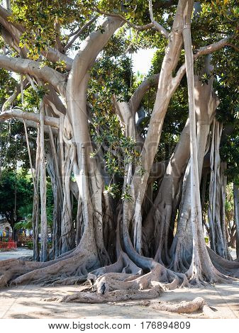 Oldest Tree In Palermo City In Giardino Garibaldi