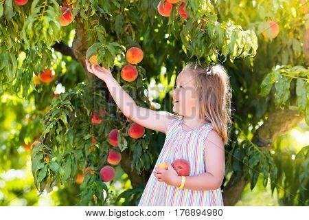 Child Picking And Eating Peach From Fruit Tree