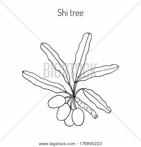 Shea tree, shi tree, or vitellaria paradoxa. Hand drawn botanical vector illustration