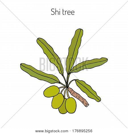 Shea tree, shi tree, or vitellaria paradoxa. Hand drawn botanical vector illustration