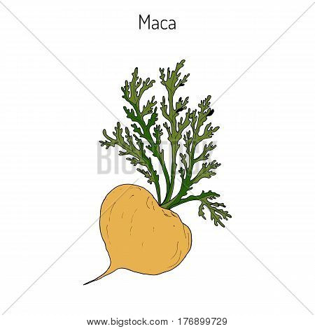Maca Lepidium meyenii peruvian superfood. Hand drawn botanical vector illustration