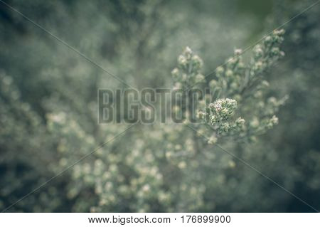 Blossoming Flower In Spring With Very Shallow Focus