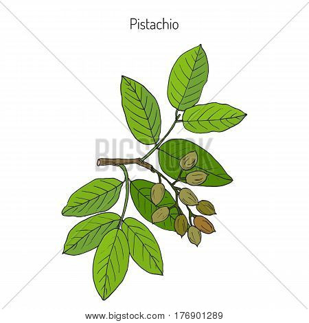 Pistachio Pistacia vera . Hand drawn botanical vector illustration