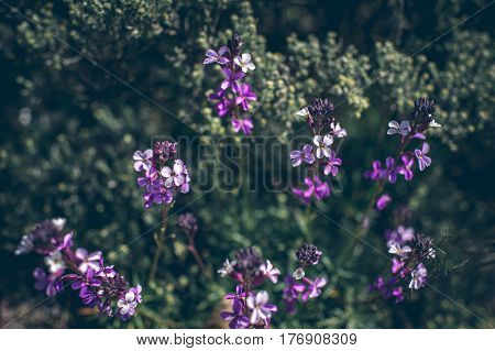 Blossoming Flower In Spring With Very Shallow Focus
