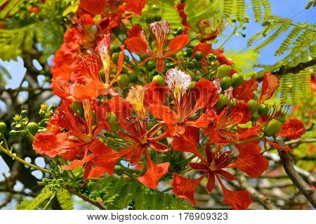 Flame of the forest tree Latin name Delonix regia