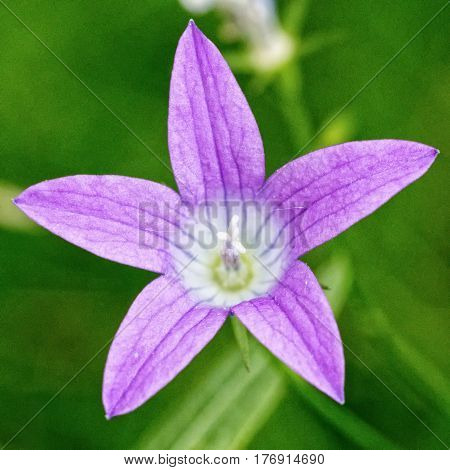 Vilolet Flower