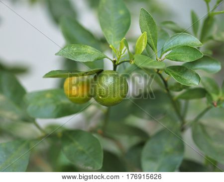 Fresh Kumquat Citrus Japonica Fruit On Tree