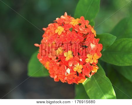 Close Up Of Isolated Red Ixora Coccinea Flower Blossom In The Garden