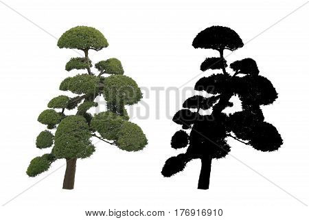 japan garden tree Bonsai isolated on black and white background with alpha mask.