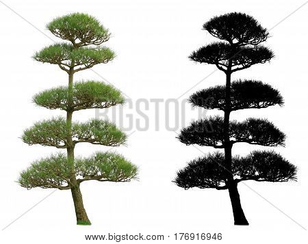 pine tree isolated on white background with alpha mask