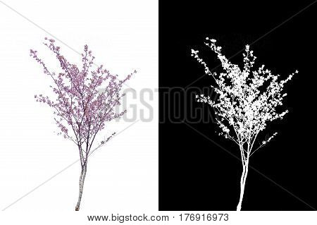 pink cherry blossoms branch isolated on white background and alpha mask.